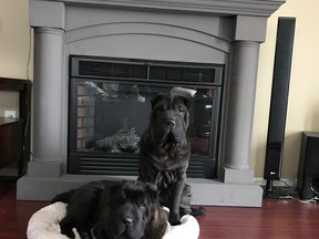 Winston at home with his bonded brother.