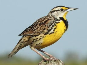 Eastern Meadowlark specias at risk