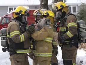 The fire department arrived to find smoke billowing out of the windows of a residence on the 100 block of Crawford Ave East late Sunday morning, Jan. 3. The occupants and their dogs made it out safely, but there were several pets that remained in the home. Though some pets did not survive, the fire department was successful in locating several animals, including this feline that members of the fire department comforted shortly after it's rescue. Photo Kelsey Dyck.