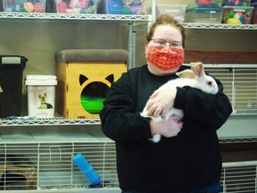 Jenna MacNeil, an animal care team member at the Brant County SPCA, holds Blitzen, one of the rabbits currently available for adoption. The SPCA has resumed its animal adoptions under new safety protocols.