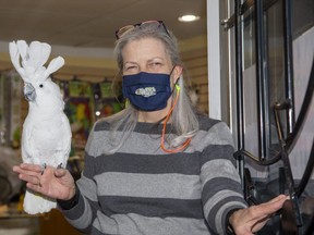 Ziggy's Feather Friends bird store owner Kelly Vriesema with an umbrella cockatoo named Merlin in Dorchester. (Derek Ruttan/The London Free Press)