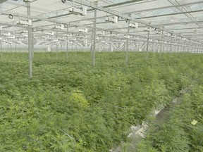 High Park Farms in Petrolia. (Tilray photo)