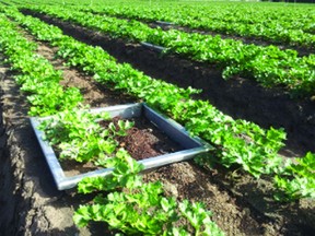 To measure greenhouse gas emissions from manure application on a celery farm, researchers covered some of the plants with chambers that would trap the gases. The metal border is the base of the chamber