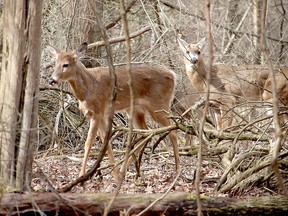 These two white-tailed deer were spotted outside Rondeau Provincial Park in the wildlife sanctuary operated by the St.  Clair Region Conservation in March 2020. Ellwood Shreve/Postmedia Network