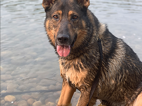 The RCMP has been breeding police dogs since 1999. Pictured here is Hoover. Submitted Photo.