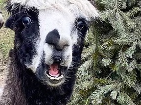 Pete, a black and white alpaca at the Twin Valley Zoo, seems to be expressing his joy in having a used Christmas tree to nibble on after hundreds of zoo supporters dropped off their trees in the last two weeks.
