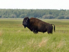 A bison near Claire Lake in Wood Buffalo National Park. Photo: Rick MacWilliam/Postmedia Network