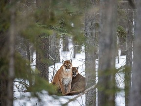 (Pictured) The adult female cougar that died after not recovering from the anesthesia after it was collared, and her young kitten that was found dead on Tunnel Mountain in Banff National Park on Jan. 22. Photo credit John E. Marriott (JEM) Photography.