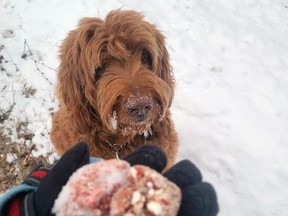 Murphy, a poodle mix, eyes the poisoned meat found along a road in Front of Yonge. Photo courtesy of Leslie MacPherson