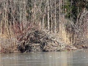 By the looks of this large beaver lodge, it would appear some of Canada's most beloved rodents have found a home at C.M. Wilson Conservation Area near Chatham. Ellwood Shreve/Chatham Daily News/Postmedia Network