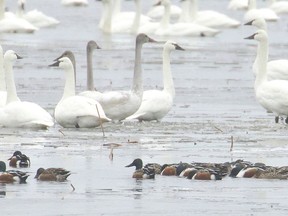 A cluster of northern shovelers were spotted during the St. Clair National Wildlife Area during the annual Christmas Bird Count on Jan. 1.