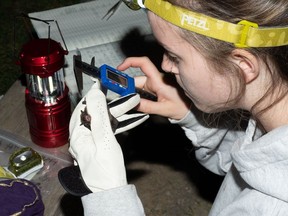 Handout Not For Resale
Bailey Bedard, masters student, works with Dr. Brian Hickey on bat research at the River Institute. Handout/Cornwall Standard-Freeholder/Postmedia Network