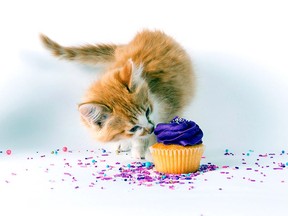 Handout/Cornwall Standard-Freeholder/Postmedia Network
Image provided by the Ontario SPCA for the 2021 National Cupcake Day.

Handout Not For Resale