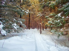 Handout/Cornwall Standard-Freeholder/Postmedia Network
Richard Pilon provided this photo to South Nation Conservation of a ski trail through Summerstown Forest in South Glengarry.

Handout Not For Resale