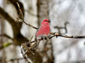 A colourful male pine grosbeak was spotted during this year's Devon Christmas Bird Count.
(Photo courtesy Roxanne Persson)