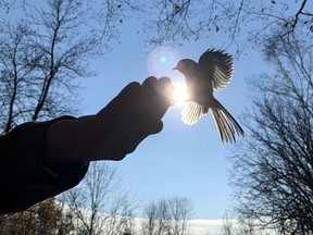 A black-capped chickadee goes for a seed in a hand at Lemoine Point Conservation Area in Kingston.