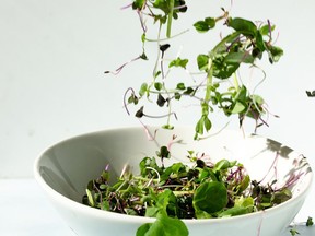 Microgreens take up to two weeks to grow and are generally harvested once two leaves appear.