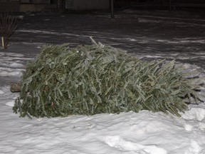 Curbside real Christmas tree collection will take place in Petawawa on the week of Jan. 3 and in Pembroke and Laurentian Valley the week of Jan. 10. Randy Vanderveen