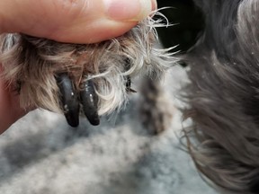 Janis Leonard's dog needs her nails clipped, but with Ontario's current Stay-At-Home order, dog groomers are not allowed to open. PHOTO BY SUPPLIED /JANIS LEONARD