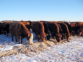 If cattle do not have access to adequate amounts of clean snow, water must be provided. Photo submitted.