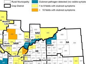Some areas of North East Saskatchewan have fields infected with club root, a soil pathogen that affects canola. Image from Sask. Ag.