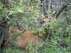 The province says no accounts were compromised after 33,000 emails were sent to the wrong people by Aspira, the company that manages the Saskatchewan hunting/fishing online system.