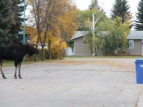 This moose made waves by strolling around Melfort one morning and visited both the residential area along with one school yard.