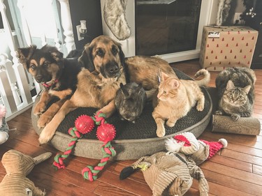 Canine buddies Delta and Diesel are joined by Thumper the bunny and cat sibs Archie and Mika for a one-of-a-kind family photo at Christmastime. Owner Kayla-Ashley Forget said the dog duo is joined at the hip but the camaraderie seems to also run through the whole quadrupedal clan. We chose this as our No. 1 entry in the Pet Pals contest for its quality, charm and the extent to which all five members of the menagerie are willing to simultaneously hold still — not an easy feat to pull off with even one animal, as many pet owners know.