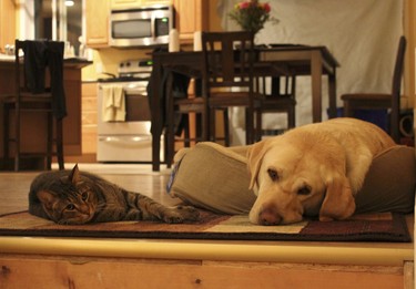 Bucky the cat and Loader the dog were best of buds. Sadly both died in 2019, but their owners have great memories of the time they spent together and the joy their connection brought to the family. “They liked to sleep together,” says Jessie Debassige, who shared this photo on behalf of her son Richard (Bear) Taylor and his family. “Bucky had a habit and that was she would screech in the middle of the night. Loader would always follow someone around in the yard.”
