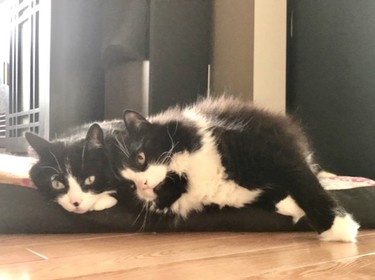 These two don’t just have matching coats, but personalities that match too — or, well, sort of match. “Here are my two tuxedo cats, Flower (left) and Sylvester (right),” says Michelle St Onge of Garson. “You can see that Sylvester is the one that wants to cuddle. Flower just puts up with him, lol.”