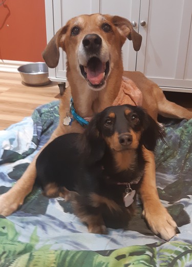 Lynn Sutinen submitted this picture of little Chica and her big sister Bella. “They do everything together,” she writes. Chica sure looks content, while Bella looks super happy, or maybe just interested in a treat.