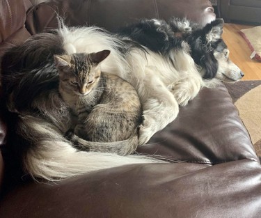 Cats, as we all know, love comfort, so why not snuggle up to a shaggy canine while napping on a couch cushion? “This is 11 year old husky-border collie mix Lacey adapting to her kitty sister Hope,” writes Alyssa Ritari with her submission. “They’re amazing with each other, although Hope sometimes mistakes Lacey’s tail for a toy!”