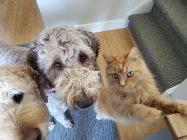 Seems the smallest — and oldest — member of this pet combo is determined to not get overshadowed. “Gracie and Jorja the golden doodles are 11 and 10 respectively,” writes Andrea O’Brien of Lively. “And Isidore the cat is around 17! They each know the sound of the cookie jar lid and get in line for their treats, lickety split.”