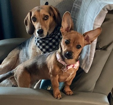 All ears. “Here is Mylo and curious Lola,” writes owner Jamie Dumas.