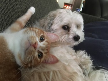 There’s more than one way to pose for a picture. “Our eight-year-old pup Cody and his feline little sister, three-year-old Boots,” writes Lisa Bouthillier of Garson.