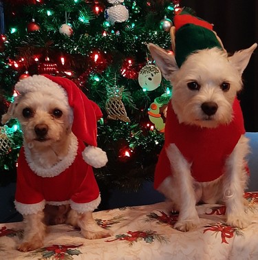 The outfits and the expressions, which almost cry out for some kind of speech bubble, elevated this one to No. 2 on our list. “This is Sawyer and Marilyn,” writes Dawn Jones. “They recently became brother and sister. They weren’t always best buds. Now they are inseparable. Love to snuggle and Marilyn is definitely the protector.”