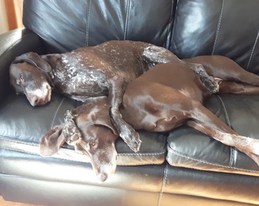 Mind if I just put my paw on the top of your head for a while, and kind of strangle you with my other arm? “My two German shorthaired pointers Charlie and Sammy are 11 years old and been together since birth,” says owner Marianne LaBerge of Lively. “They still love running and playing every day. When the afternoon sun comes in through the front window, they love to snuggle together on the couch.”