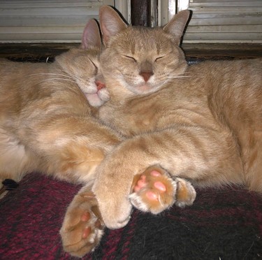 Timmy and Alister hold hands on their special heated bed, otherwise known as a blanket on a rad. These two are not related, and are four years apart in age, but at times you could swear they are twins. This harmonious moment was captured by Alyssa Short.