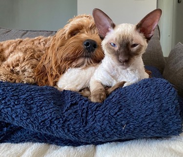 Do we hear an “awww” for Milo the cockapoo and Moon the Cornish Rex, earning third place in our photo contest? “These two, while enemies at first, have become the most loving, inseparable, fluffy pair that I’ve never seen before,” writes Chanel Mathieu. Moon — a surprise for Mathieu’s fiance Trent Hope — was a bit shy at first but “quickly realized that Milo just wanted to give him some love and attention, which he was happy to have.” The cat now chases his canine sibling around the house, waits for treats with him and snuggles up to him when the opportunity arises. “Both our boys have been the highlight of our lives and we couldn’t even imagine being without them,” says Mathieu.