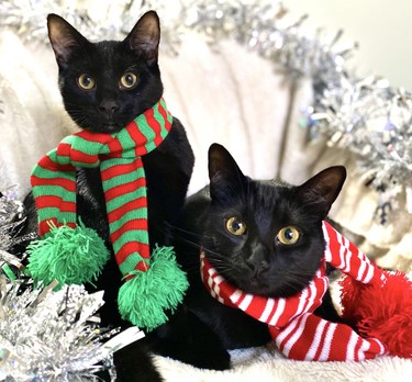 Piper and Theo don festive scarves for the holiday. These two black cats are “six months apart and are best friends,” says mom Dakota Beaulieu. “I recently did a mini photo shoot with them for Christmas. Black cats are truly the best!”