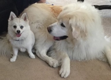 Size and breed differences haven’t stopped this pair from forming a close bond, perhaps because both have thick white coats? “The big Pyrenese is Jazz,” says Eleanor Clarke. “She is eight years old. The little Pomsky is Esco. He is our granddaughter’s dog. He often comes over to play with Jazz.”