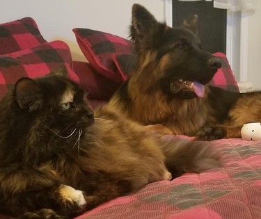 What’s not to like about an elderly cat sharing a bed with a big, young woofer? Tortoise-shell Bell is 19 — yes, 19! — explains Anita Lamontagne of Hanmer, while “little brother Jack” is a three-year-old, longhaired German shepherd. The two “love to watch their favourite television program together,” she writes. “Snuggled on mom’s bed.”