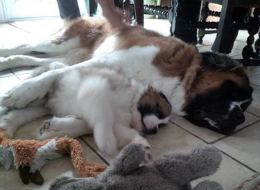 Paul Pozdy submitted this photo of his St. Bernard and its too-cute mini-me. A baby Saint Bernard is adorable enough on its own, but when it’s cradled by a giant, the moment can’t not make a Pet Pals Top 10.