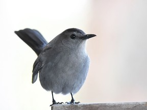 During the 2020 edition of the Pembroke Christmas Bird Count, for the first time in the event's 43 years, an over-wintering Grey Catbird was spotted.

Not Released