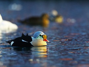 A King Eider (Somateria spectabilis), a northern waterfowl located primarily in the high Arctic islands, was spotted at the Pembroke Marina on Dec. 2. In the photo is a male King Eider, the one spotted at the marina was female. File Photo - Getty Images

Not Released