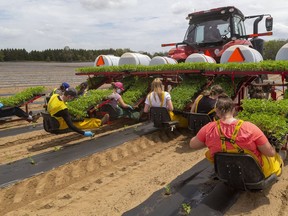 Students plant watermelons on this Mt. Brydges farm. (Postmedia Network file photo)