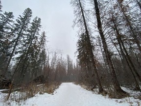 Snow swirls on a quiet trail system in Spruce Grove. Josh Thomas.