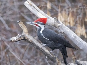 This Pileated Woodpecker was one of more than 40 species of birds and waterfowl counted during the annual Christmas Bird Count in Wabamun on Jan.2. Submitted photo