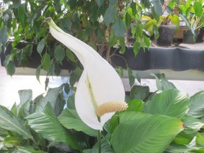 Resist the temptation to water indoor tropical plants until they need it. How do you know when that is? They will tell you. A spathiphyllum (peace lily), for example, will droop its leaves when it is thirsty and ready for a drink. Supplied