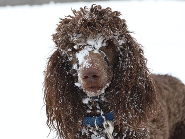 Grizzly-Lee's face is covered in snow after rolling in the white stuff in Greater Sudbury, Ont. on Wednesday January 6, 2021. John Lappa/Sudbury Star/Postmedia Network